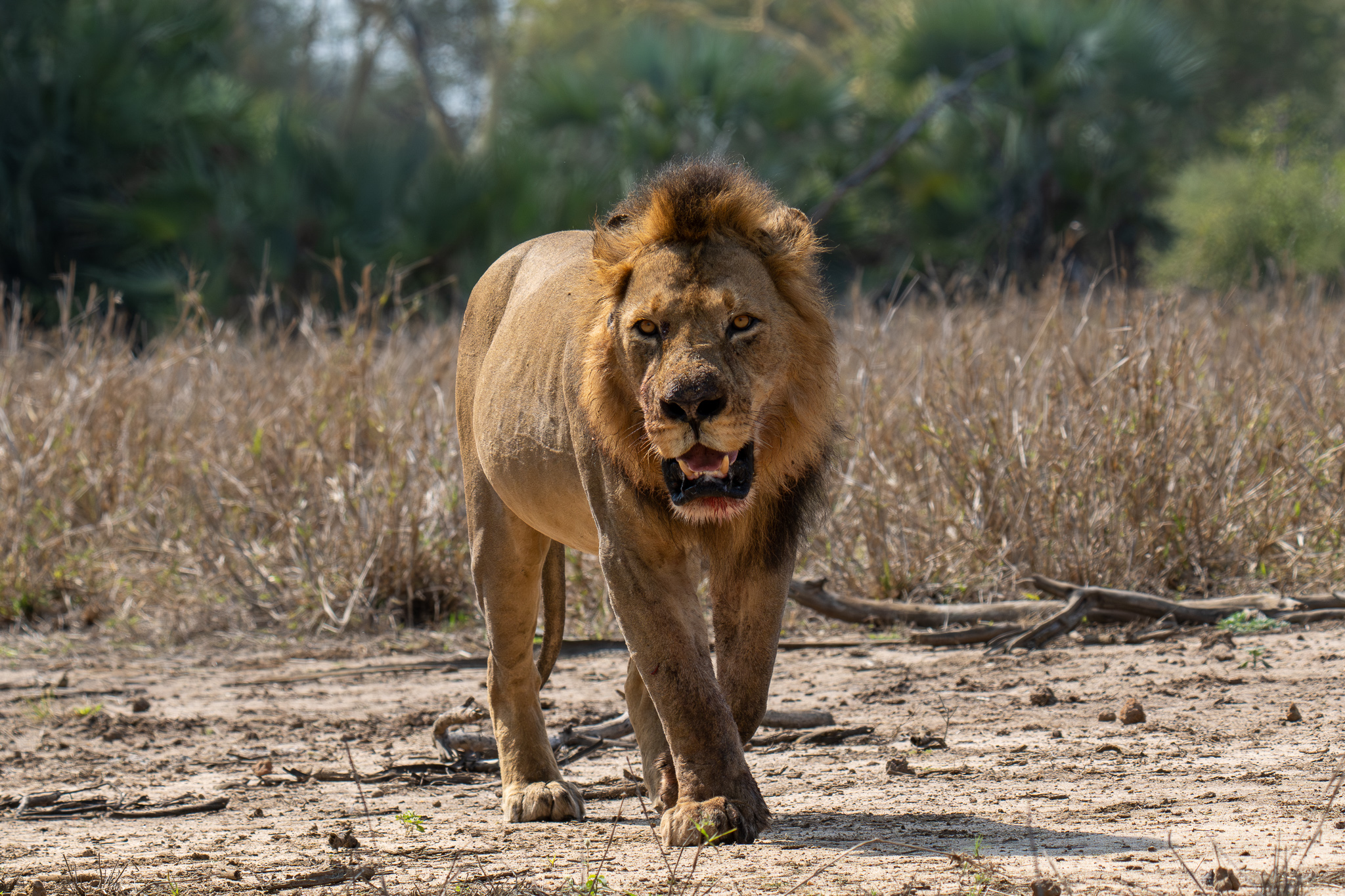 A male lion
